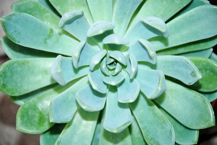 Fresh green plants nature