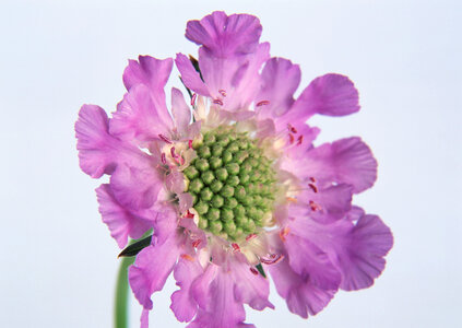 Pink Flower closeup photo