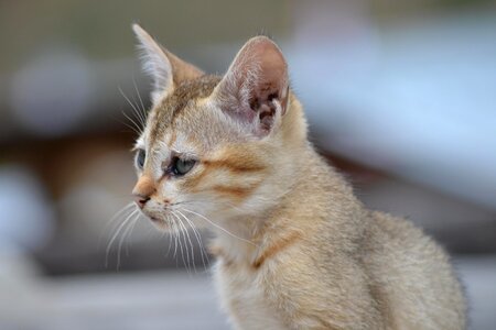 Animal beautiful photo cat