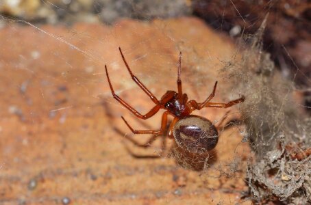 Animal arthropod bug