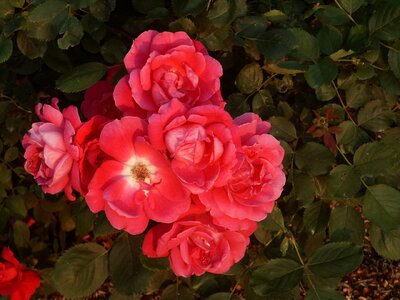 Flowers greenery red