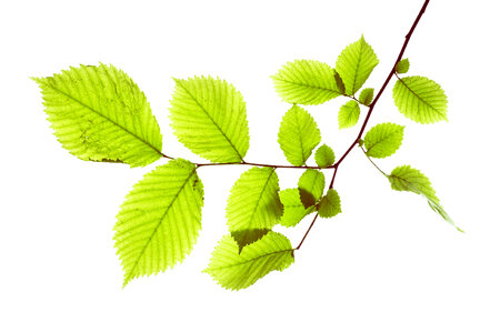 Leaves