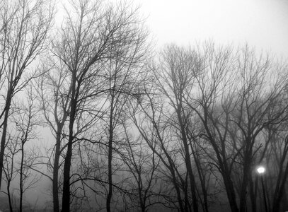 Nature landscape woods