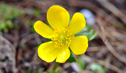Spring flower spring flower