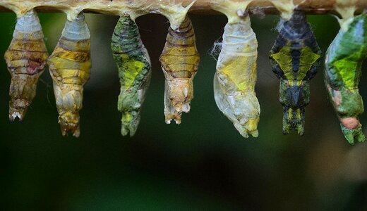 Insect larvae macro nature photo