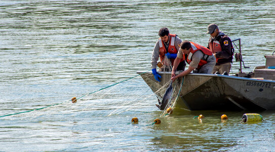 Fisheries crew netting paddlefish-2