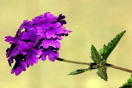 Ornamental flower violet purple photo