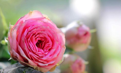 Beautiful Flowers beautiful photo blooming