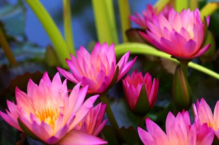 Aquatic beautiful beautiful flowers