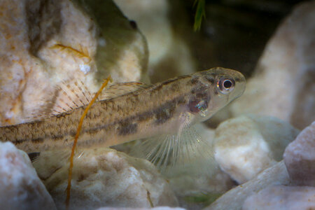 Fountain darter