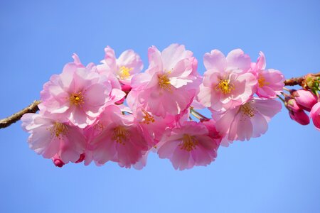 Ornamental cherry japanese cherry cherry blossom photo