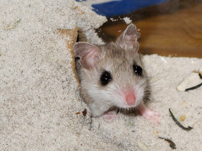 Perdido Key beach mouse-3 photo