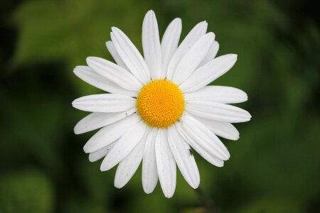 Branch blossom petal photo