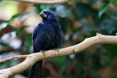 Songbird vertebrate bird photo