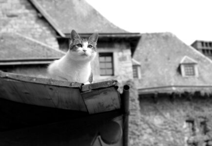 Animals portrait climb
