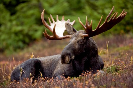 Elk moose deers photo