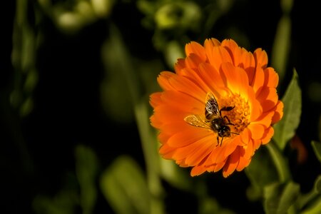 Macro nature pollen