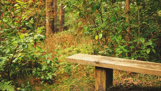 Bench branch day photo