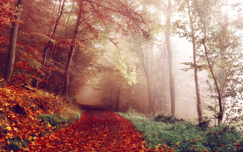 Fog and Mist on the Autumn Path photo