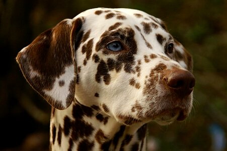 Pet canine breed