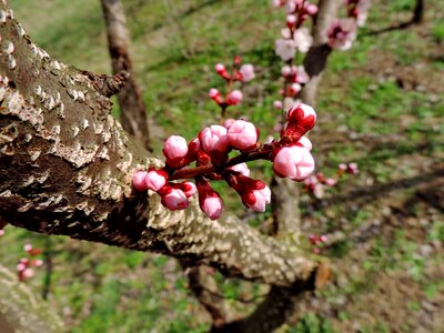 Plant nature tree