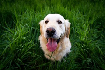 Golden Retriever Dog photo