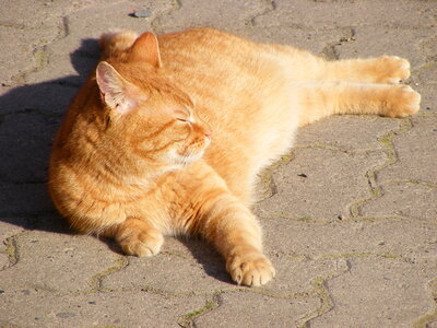 Sleeping red cat photo