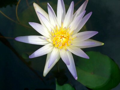 Aquatic beautiful flowers biology