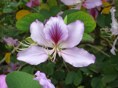 Purple flower purple nature