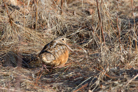American Woodcock-1