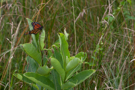 Monarch Butterfly on a milkweed plant-2 photo