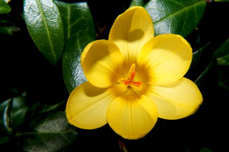 Bloom close up yellow photo