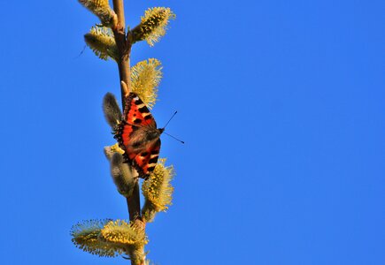 Animal butterflies wing photo