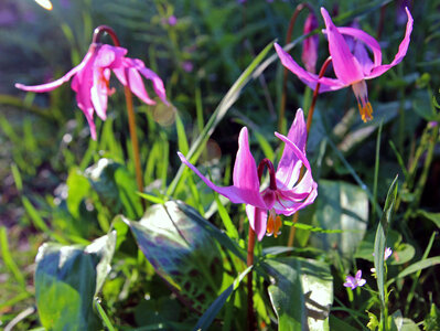Erythronium revolutum