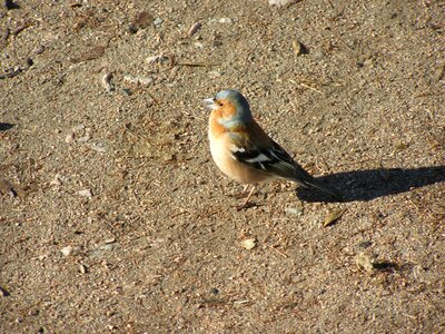 Finch common chaffinch fringilla coelebs