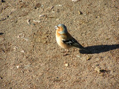 Finch common chaffinch fringilla coelebs photo