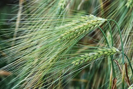 Agriculture beautiful photo cereal