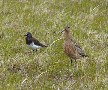 Black Turnstone-1 photo