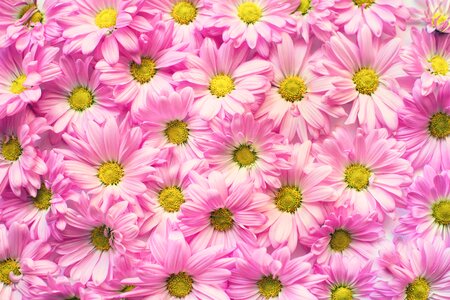 Beautiful Photo flower garden flowers