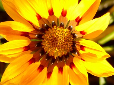 Sonnentaler flora yellow photo