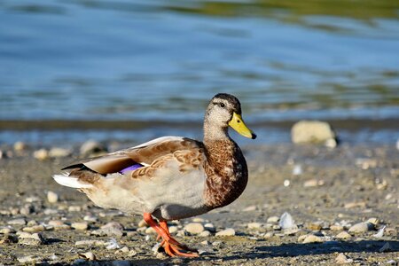 Avian head looking photo