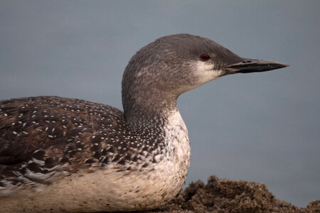 Pacific Loon