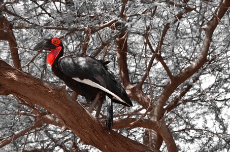 Red black tree-seater