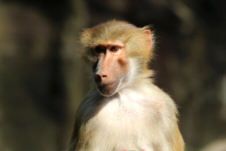 Primates old world monkey ape photo