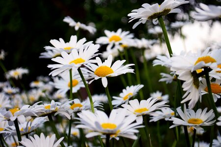 Beautiful Photo blooming blossom