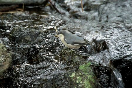 Sitta Sittidae song bird 