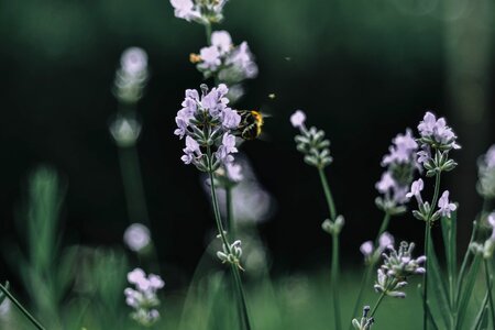 Closeup of Meadow with Wild Flowers and Bee photo