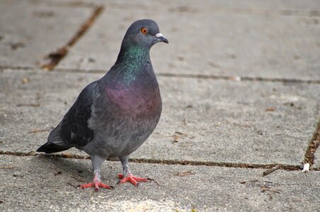 Asphalt pigeon urban area photo
