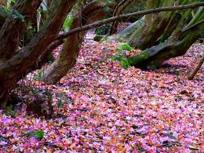 Rhododendron pink old