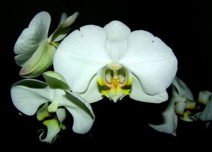 Orchid white flower